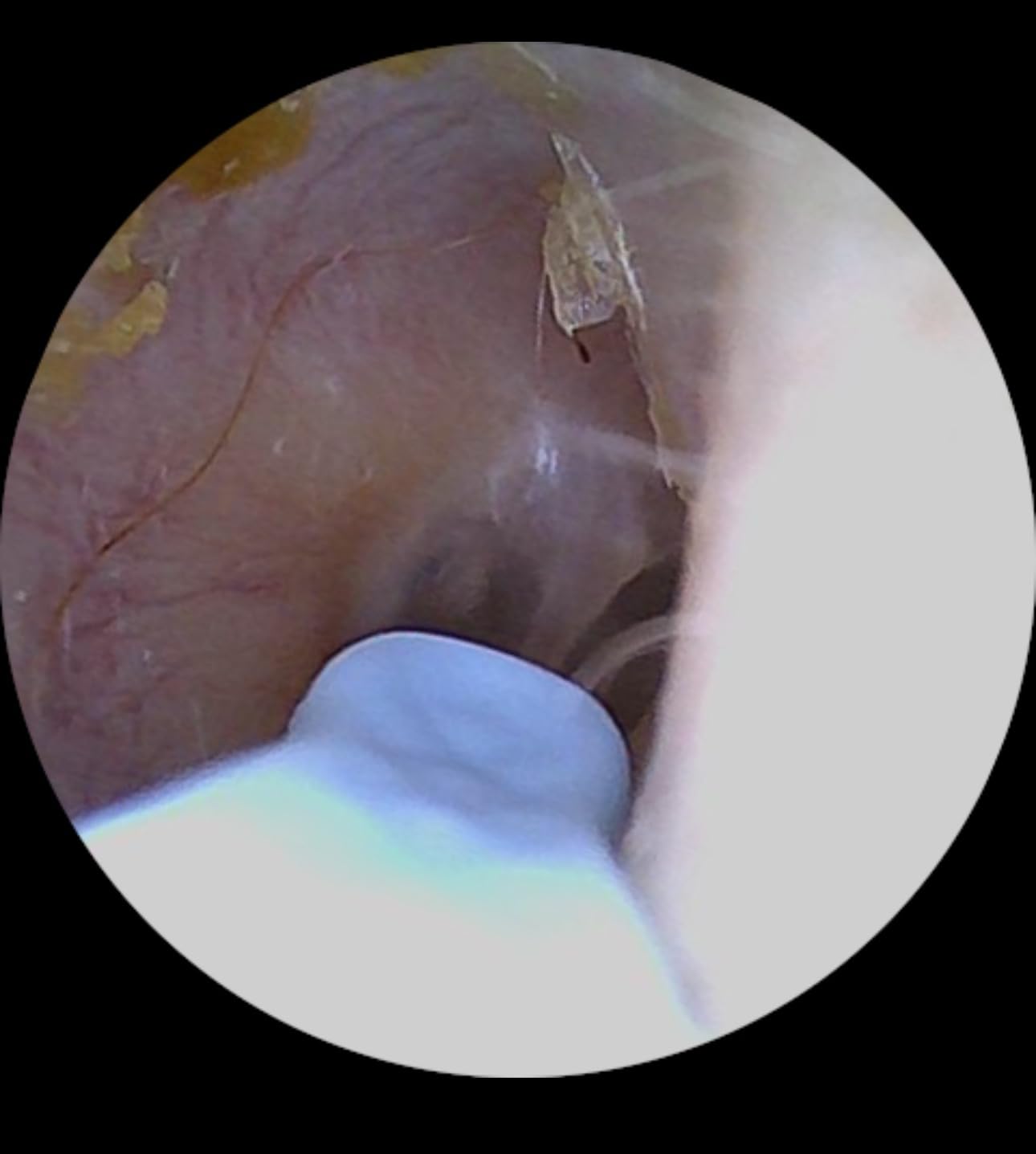 51PB3bc9JhL._SL1600_.jpg